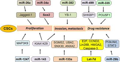 The Roles of Noncoding RNAs in the Development of Osteosarcoma Stem Cells and Potential Therapeutic Targets